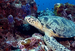 Sipadan_2015_Tortue Franche_Chelonia mydas_IMG_2254_rc